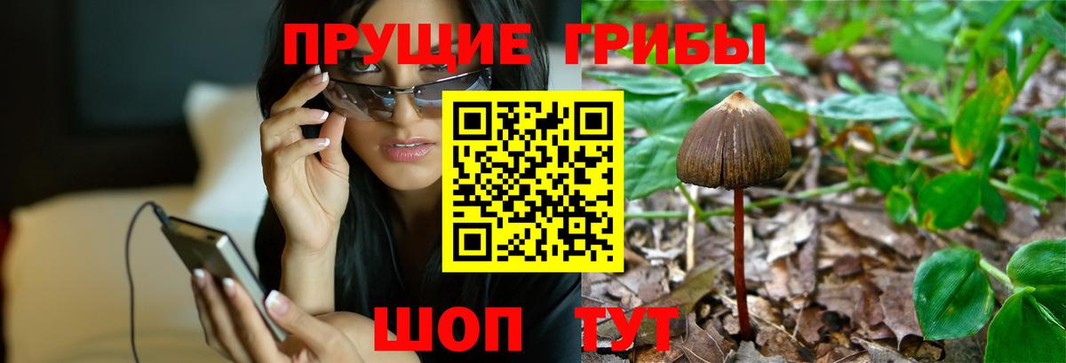 Псилоцибиновые грибы GOLDEN TEACHER  Вход с VPN  Моршанск 